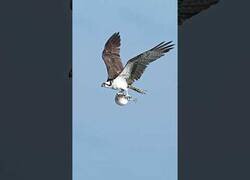 Enlace a Un águila se lleva volando a un pez globo