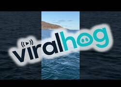 Enlace a Encuentran a un oso polar nadando lejos de su hogar