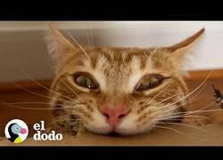 Enlace a Este gato está obsesionado con masticar cartón