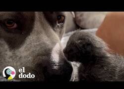 Enlace a Este pitbull hace de papá para estos gatitos