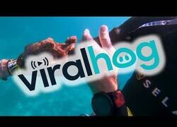 Enlace a Un pequeño pulpo hace compañía a este buzo