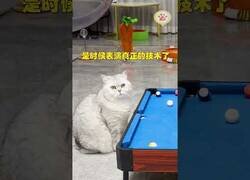 Enlace a Gatos juegan al billar