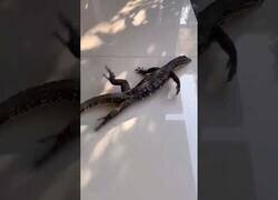 Enlace a Lo divertido que es un lagarto intentando caminar por un suelo deslizante