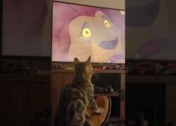 Enlace a Este gato está enganchadísimo al Rey León