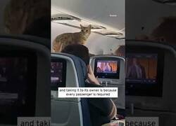 Enlace a Un gato anda suelto por el avión