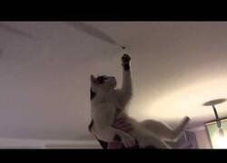 Enlace a El mejor atrapamoscas posible es... ¡tu gato!