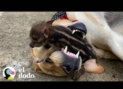 Enlace a Este labrador cuida de un bebé jabalí