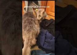 Enlace a Definición de gato inútil