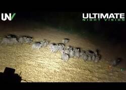 Enlace a Así acaban con las plagas de cerdos salvajes