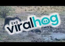 Enlace a Elefantes atrapados en el lodo se ayudan entre ellos