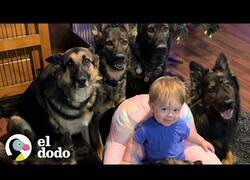 Enlace a Este bebé es criado por 5 pastores alemanes