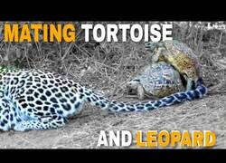 Enlace a Dos tortugas interrumpen a un leopardo preparado para cazar