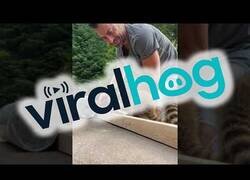 Enlace a Mapaches ayudan a hacer bricolaje