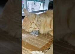 Enlace a El gato que usa un ratón como almohada