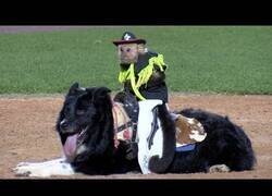 Enlace a La extraña carrera de monos 'cowboy' montados a perros