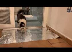 Enlace a Truco para evitar que tu gato se suba a todas partes