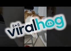 Enlace a Este gato tiene un tic