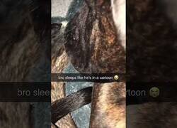 Enlace a El perro que dormía como en los dibujos animados