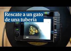 Enlace a Rescatan a un gato atrapado en una tubería