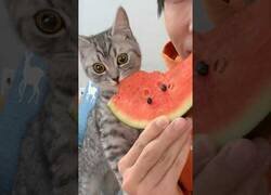 Enlace a A este gato le flipa la sandía