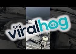 Enlace a Cuando se te cuela una rata en el coche