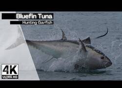 Enlace a Un atún rojo gigante persigue peces aguja