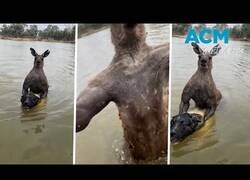 Enlace a Un hombre salva a un perro que estaba siendo ahogado por un canguro