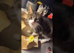 Enlace a Un gato descubre las cebollas