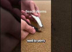 Enlace a Atrapando un extraño y largo gusano de playa