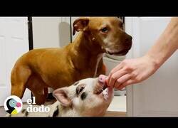 Enlace a Un cerdito y un perro se hacen compañía