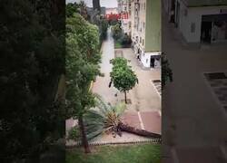 Enlace a Mujer retransmite como se cae una palmera en su barrio