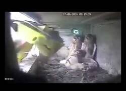 Enlace a Pájaros asustados evitan una aspiradora