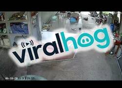 Enlace a Un gato se toma un descanso en una hamaca