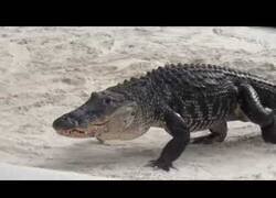 Enlace a El cocodrilo que sale con la música de la Marcha Imperial