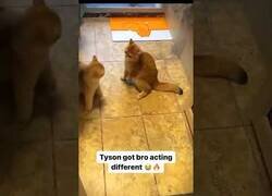 Enlace a Este gato aprendió técnicas del boxeo