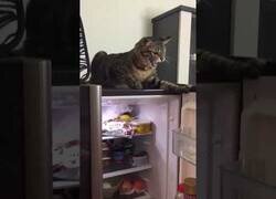 Enlace a El guardián de la nevera decide cuando se cierra