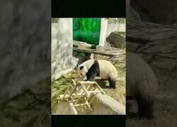 Enlace a Los pandas y las sillas no se llevan bien