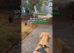 Enlace a A este perro no le gusta Halloween