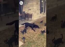 Enlace a Perro se queda petrificado por la decoración de Halloween