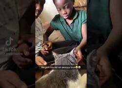 Enlace a Gato racista dice la 'N' palabra