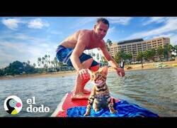 Enlace a El gato al que le encataba surfear