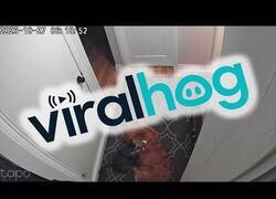 Enlace a Sesión de masaje de una gato a un Golden Retriever