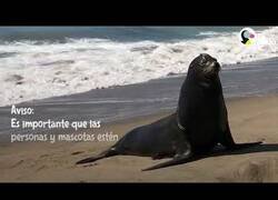 Enlace a León marino visita a su amigo perro todos los días