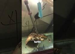 Enlace a Jugando al 3 en raya con una tortuga