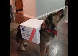 Enlace a El perro ambulancia