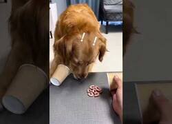 Enlace a Este perro cambió de opinión