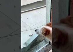 Enlace a Perro tiembla de miedo al ver a un gato