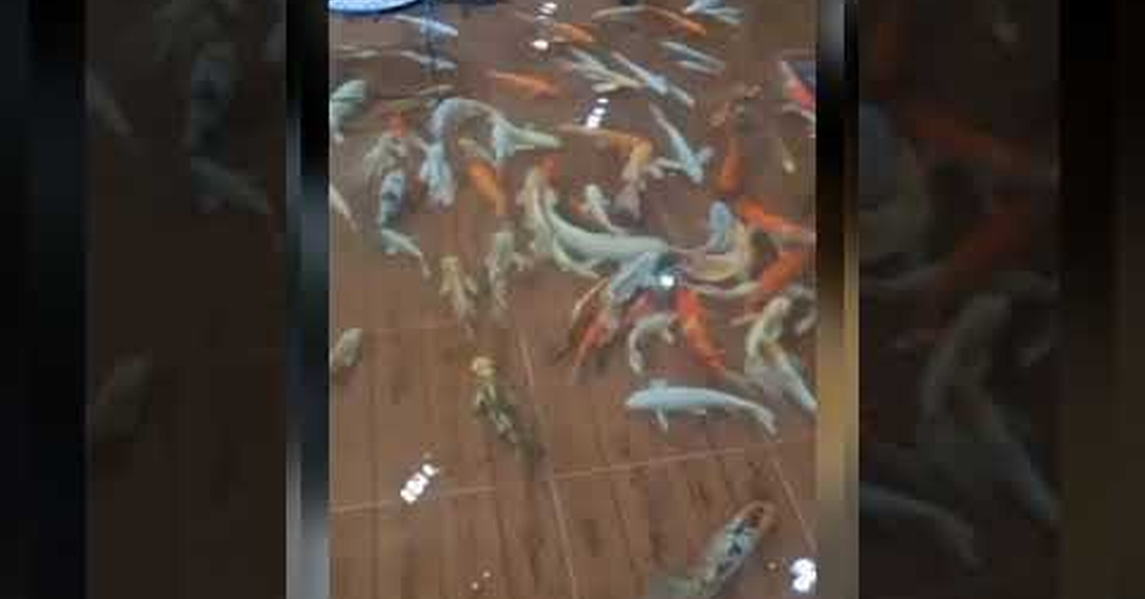 ¡No tengo tele! / Sweet Fish Café, la cafetería en la que los peces ...