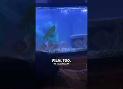 Enlace a Peces miran con atención la película Top Gun de Tom Cruise