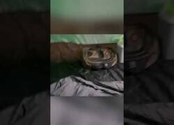 Enlace a Oso ataca a un montañero en su tienda de campaña